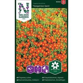Nelson Garden Nelson garden Fröer Garden Tagetes Tangerine Gem Liten