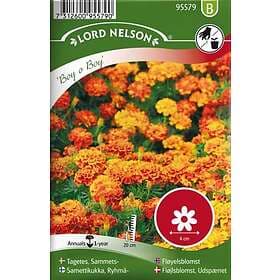 Nelson Garden Tagetes Sammets Boy O