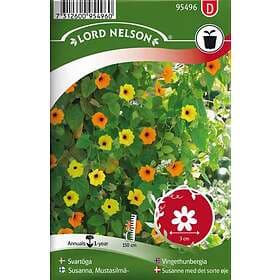 Nelson Garden Svartöga Mix