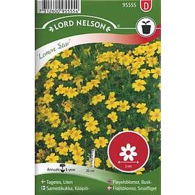 Lord Nelson Tagetes Liten Lemon Star