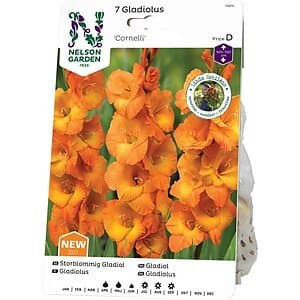 Blomsterlökar Gladiol storblommig Cornelli orange 7-pack
