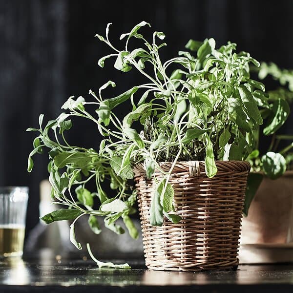 IKEA KAKTUSFIKON Kruka 12 cm