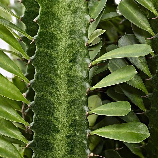 IKEA EUPHORBIA ACRURENSIS Krukväxt 24 cm