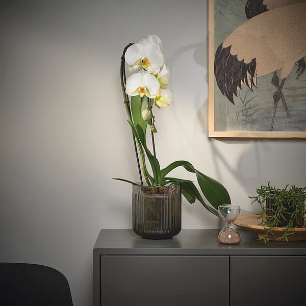 IKEA PHALAENOPSIS Krukväxt 12 cm