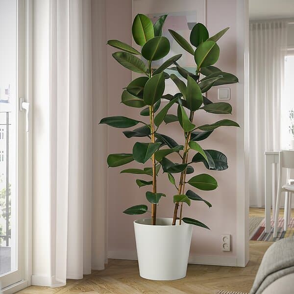 IKEA FICUS ELASTICA ROBUSTA Krukväxt 27 cm