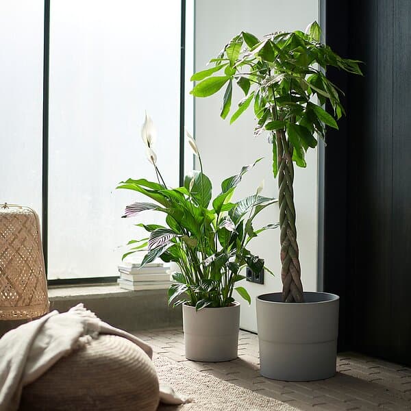 IKEA SPATHIPHYLLUM Krukväxt 24 cm