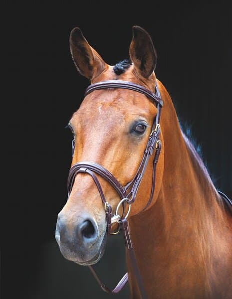 Shires Salisbury Bodenham Träns- Brun