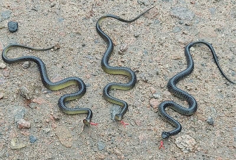 Fågelskrämma: Orm (3 pack)