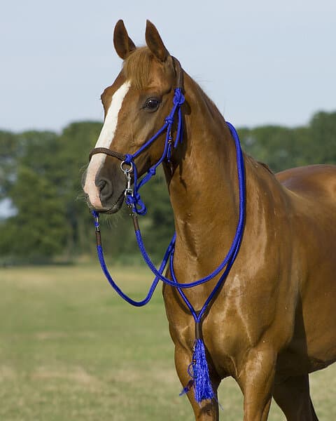 QHP Liberty Repgrimma Set med Tyglar och Halsring Cob