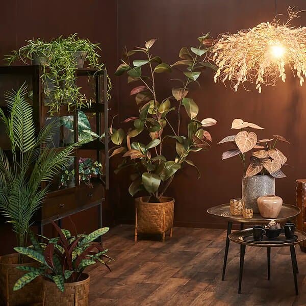 Areca Palm 180 cm