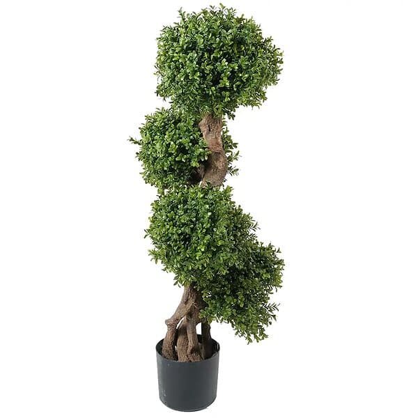 Buxbom 115 cm