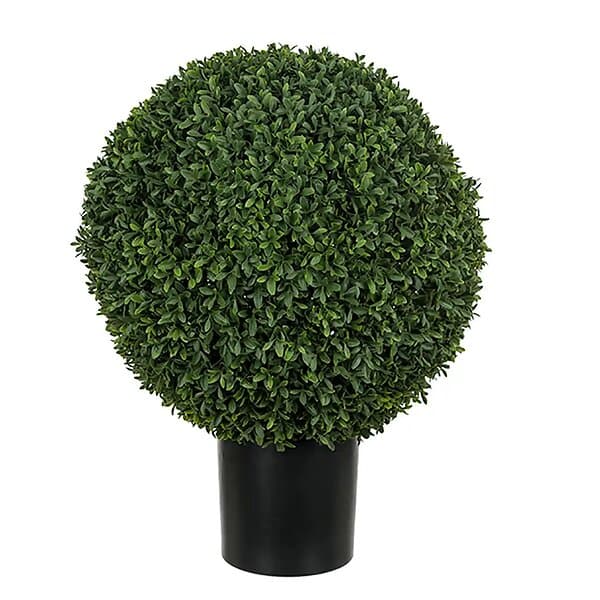 Buxbom i kruka 50 cm