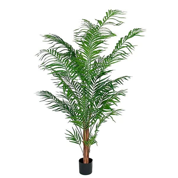 Areca Palm 120 cm