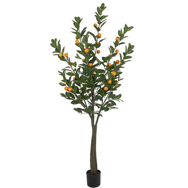 Citrus Träd 180 cm