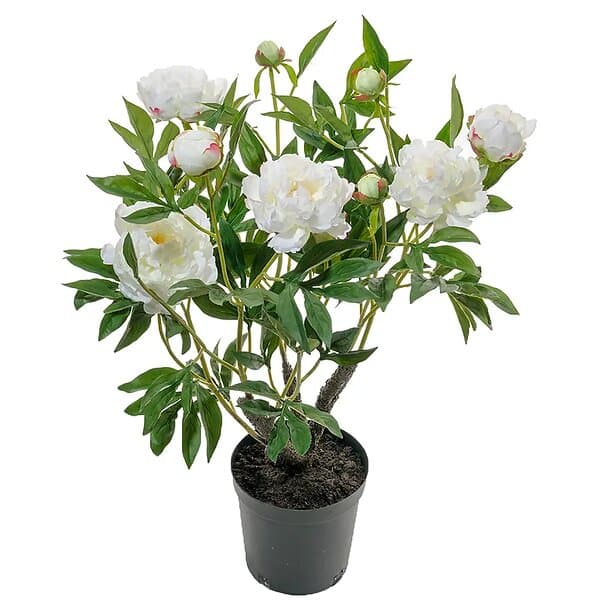 Pion Krukväxt 80 cm Vit