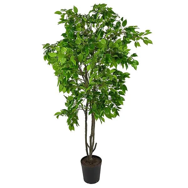 Fikus Benjamin Träd 210 cm