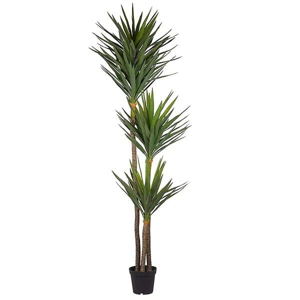 Yucca Träd 250 cm Grön