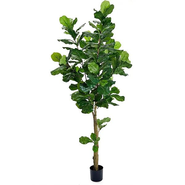 Fiolfikus 210 cm