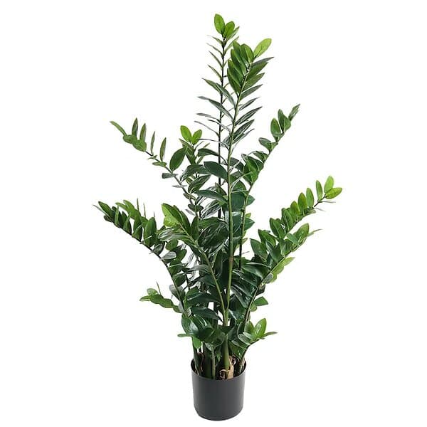 Zamifolia Krukväxt 130 cm