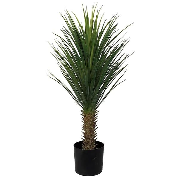 Yucca Rostrata Träd 100 cm