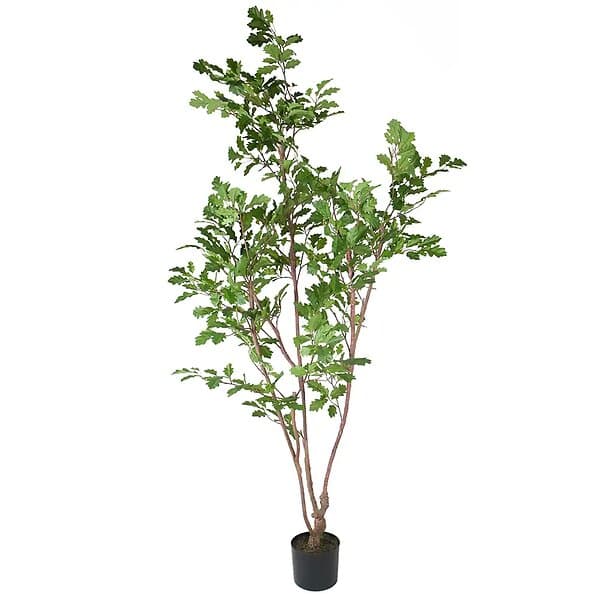 Ek Träd 170 cm