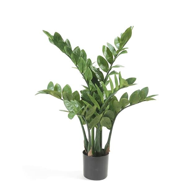 Emerald Konstväxt Zamioculcas 70Cm