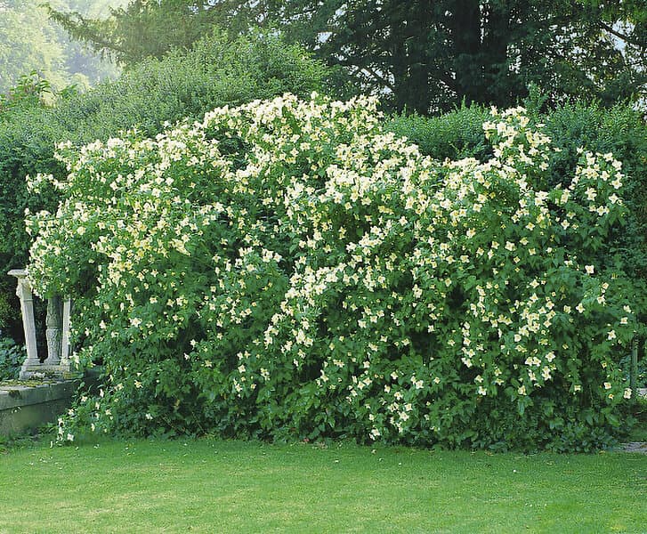 Omnia Garden Smultronschersmin 'Mont Blanc' 100-p