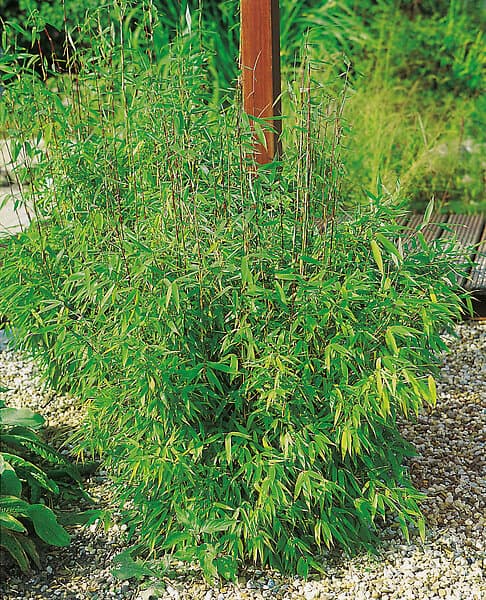 Omnia Garden Bergbambu 'Simba' 2 liter CO, 40-50 cm 10-pack