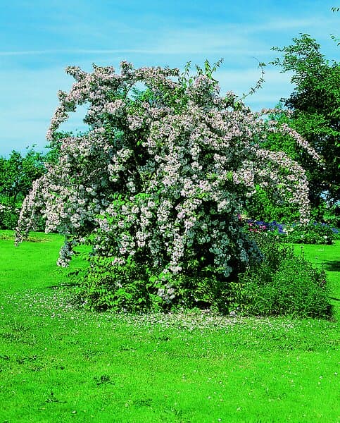 Omnia Garden Paradisbuske 'Pink Cloud' CO 5-pack