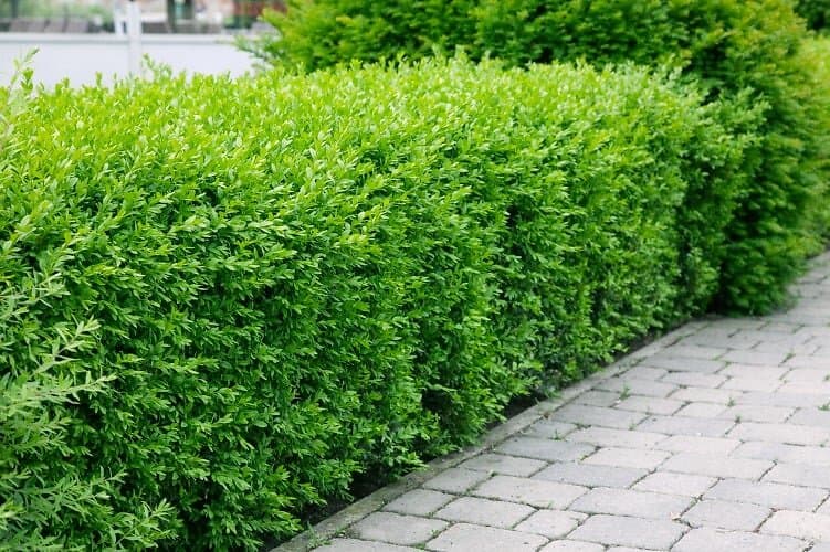 Omnia Garden Vintergrön liguster CO 40-60 cm D17 cm, 10-pack
