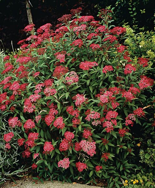 Omnia Garden Rosenspirea karminröd 'Anthony Waterer' CO 10-pack