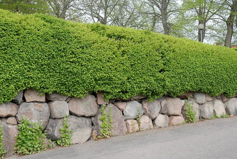 Omnia Garden Måbär 'Schmidt' CO D9-11 cm 10-pack