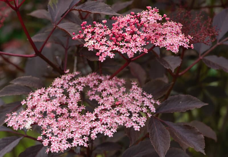 Omnia Garden Blodfläder Black Beauty 1P