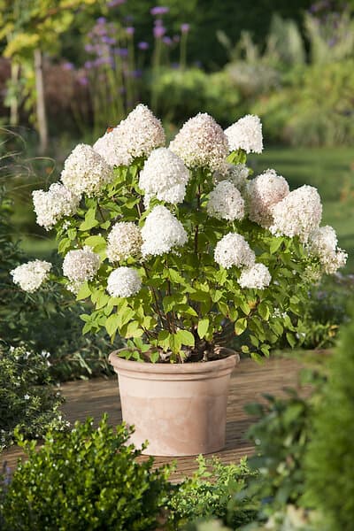 Omnia Garden Vipphortensia 'Limelight' CO 1-pack