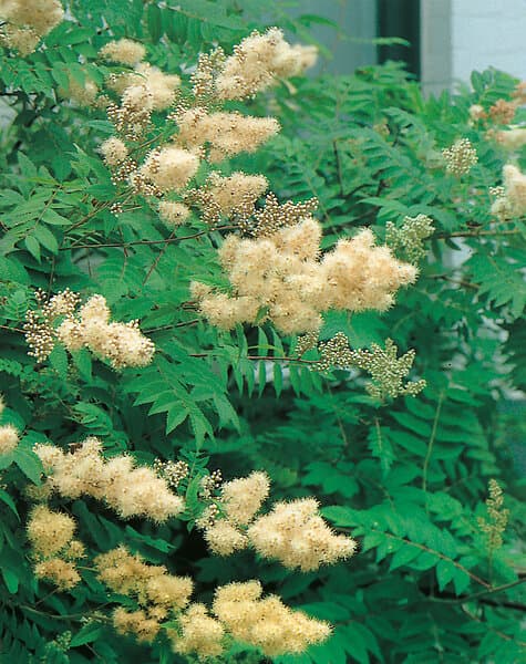 Omnia Garden Rönnspirea 'Pia' CO 1-pack