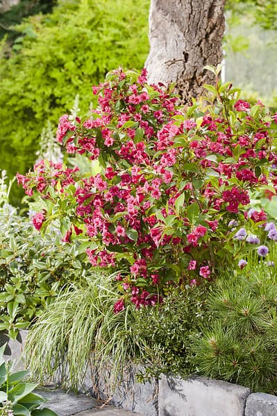 Omnia Garden Trädgårdsprakttry 'Bristol Ruby' CO 1-pack