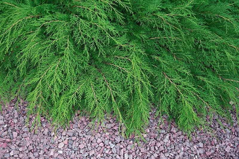 Omnia Garden Kryptuja, 5-pack