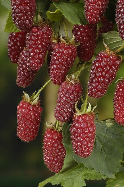 Omnia Garden Björnbärshallon, 30-50 cm 3-pack
