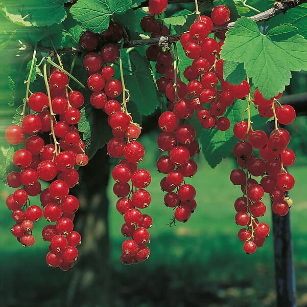 Omnia Garden Röda vinbär 'Jonkheer van Teets', 30-50 cm 1-pack