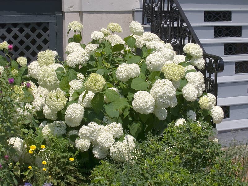 Omnia Garden Vidjehortensia 'Annabelle' CO, Vit 5-pack