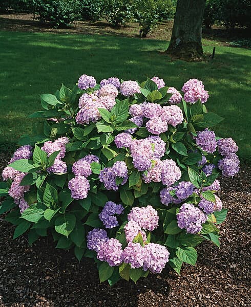 Omnia Garden Hortensia blå 'Nikko Blue' CO 10-pack