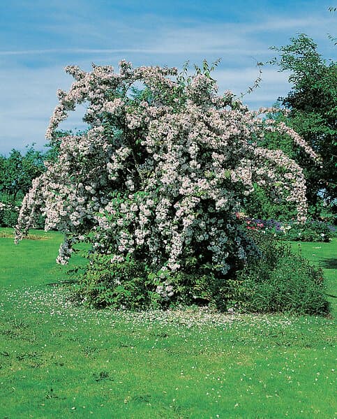 Omnia Garden Paradisbuske 'Pink Cloud' CO 1-pack