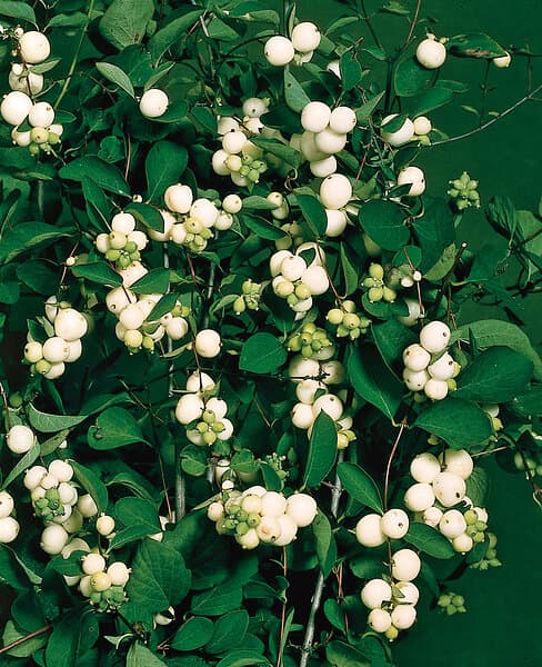 Omnia Garden Snöbär CO 5-pack