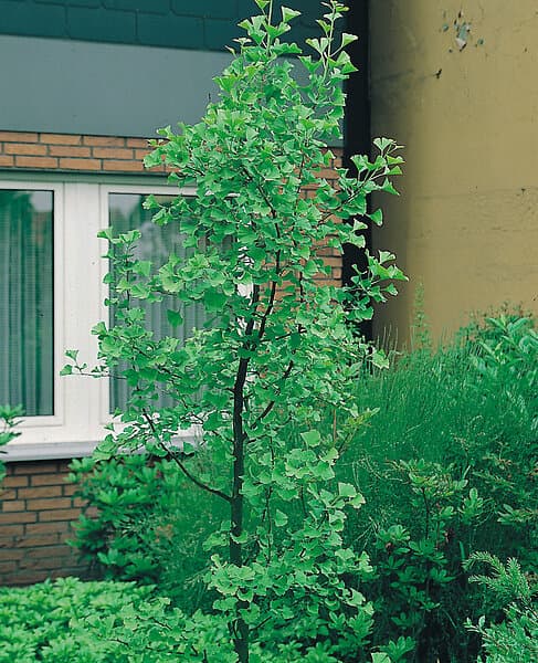 Omnia Garden Ginkgo Tempelträd, 60-80cm 1-pack