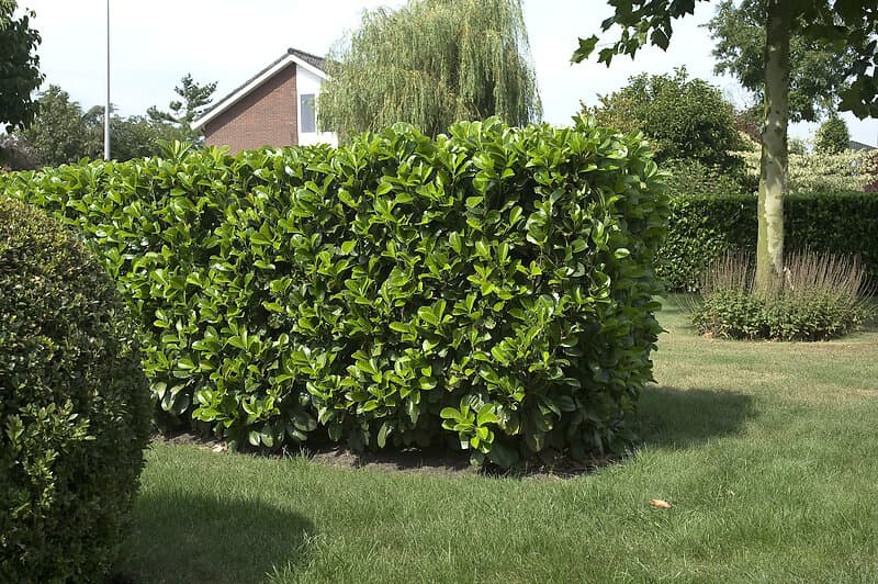 Omnia Garden Lagerhägg 'Etna' CO, 40-50 cm 5-pack