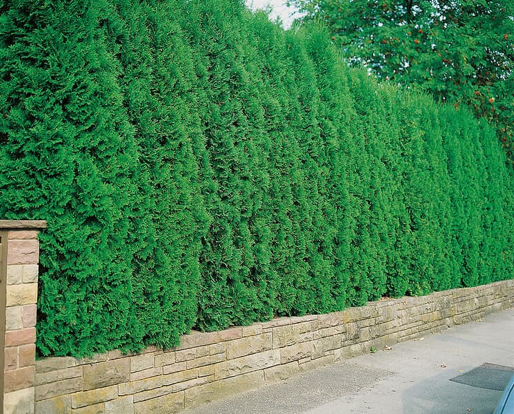Omnia Garden Tujahäck 'Brabant' 100-125 cm 100-pack