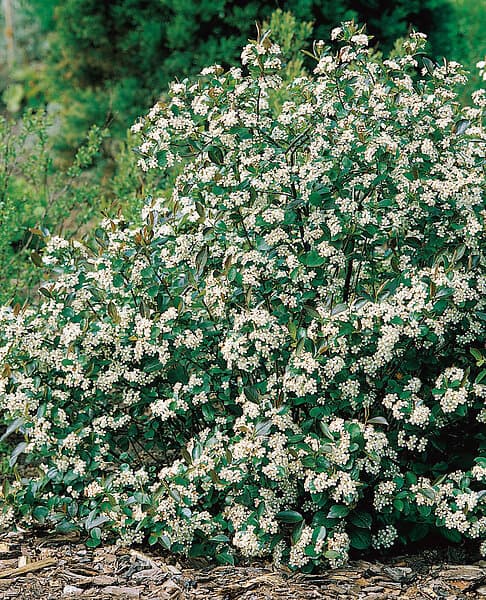 Omnia Garden Svart aronia 'Hugin' CO 1-pack