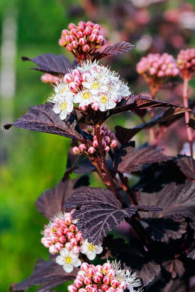 Omnia Garden Smällspirea Tiny Wine, 1-pack