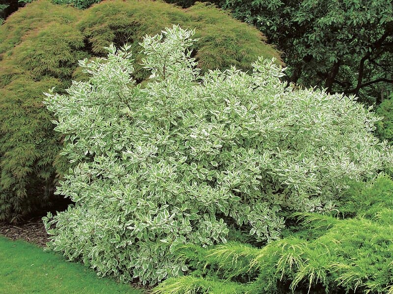 Omnia Garden Rysk kornell 'Elegantissima' CO 5-pack