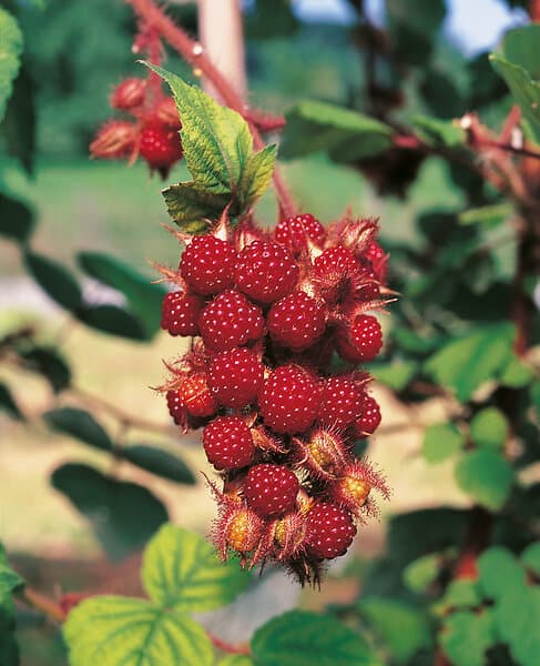 Omnia Garden Vinhallon, 30-50 cm 1-pack